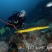 trumpetfish_khp_lan_h_0345_tha4980.jpg